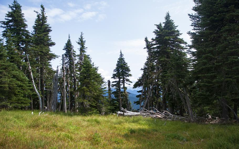 A forested field is seen along Hurricane Ridge in Washington State’s Olympic National Park. With 383,935 acres, Chinese buyers hold less than 1 percent of foreign-owned U.S. farm, forest, pasture and nonagricultural land, the Farm Service Agency said in a 2021 report.