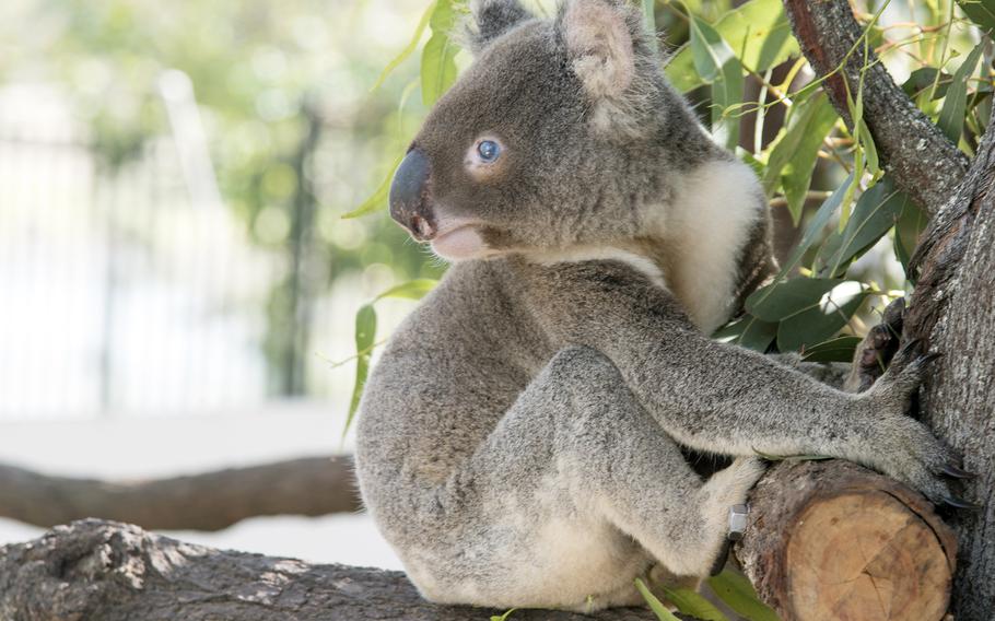 Shaun, a koala at Rockhampton Zoo in Australia, was born with a genetic condition. He's completely blind in one eye, and the other has limited vision.