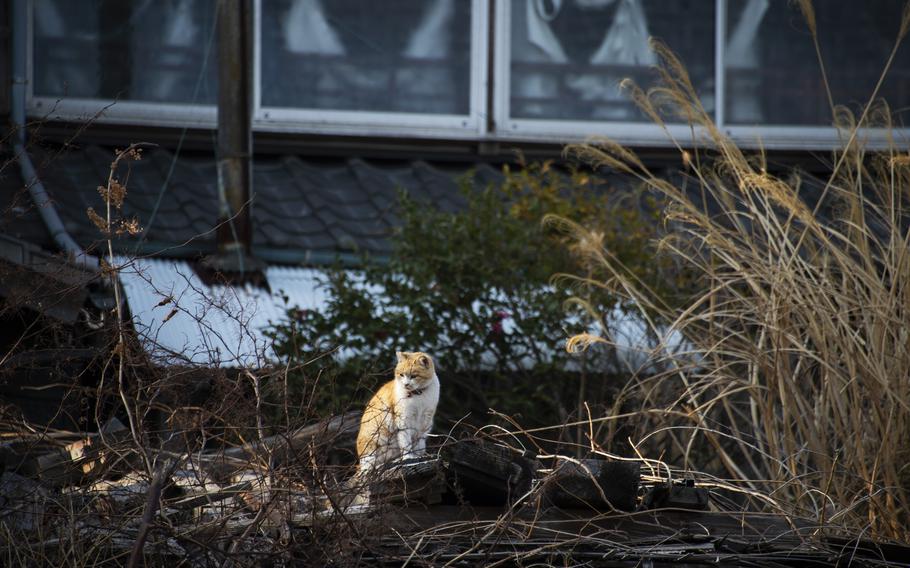 Local lore has it the inhabitants of the fishing village on Aoshima, Japan, imported cats to keep the rodent population at bay.