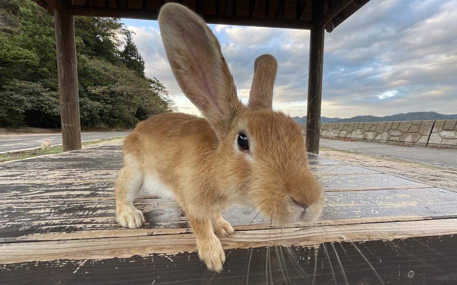 Otherwise known as Rabbit Island, Okuno-jima is home to a dark past. During World War II, it was used by Imperial Japan for research and development of chemical weapons.