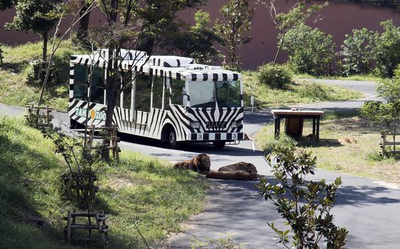 The African Garden Lion Bus rides through the lion exhibit where visitors can get up close to the large cats at Tama Zoological Park in Hino, Tokyo.