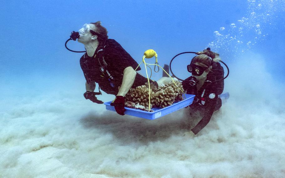 Kuleana Coral Restoration’s Danny DeMartini, left, and Kaitlyn Loucks bring corals up from the sea table for replanting at restoration sites.