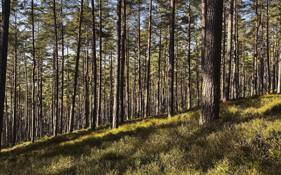 Tall trees are shown at the level of a grassy hill