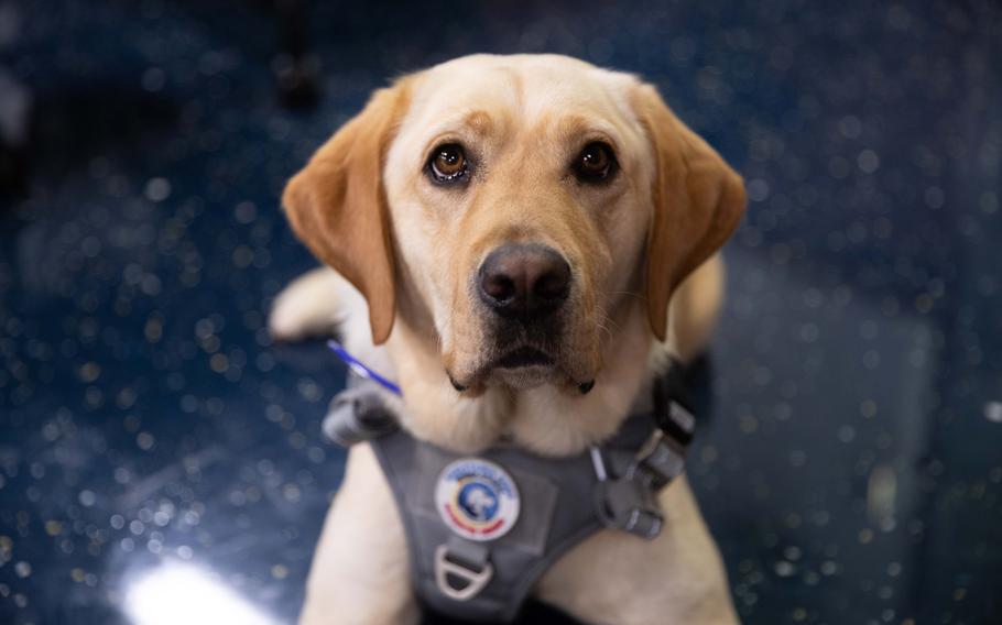 Sage, a 3-year-old yellow Labrador retriever is now deployed aboard the USS Gerald R. Ford. The military working dog is part of Mutts With A Mission, a Virginia Beach, Va.-based nonprofit that trains service animals for disabled veterans, first responders and police officers. For about a year, the group has sent dogs to visit Navy ships and ashore facilities.