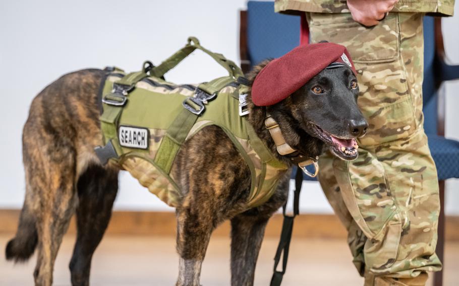 A military dogs wears a red beret and has its mouth open