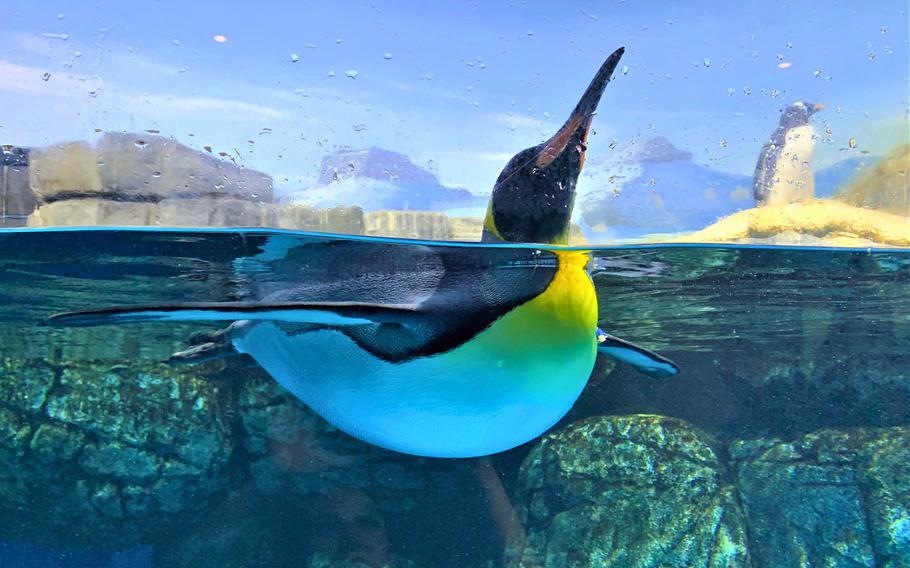 A penguin swims playfully past Aqua Museum visitors at Yokohama Hakkeijima Sea Paradise near Yokohama, Japan, Oct. 1, 2023.