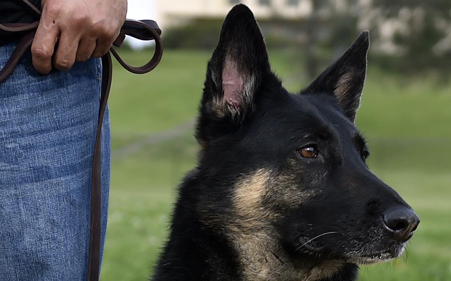 A veteran with a service dog.