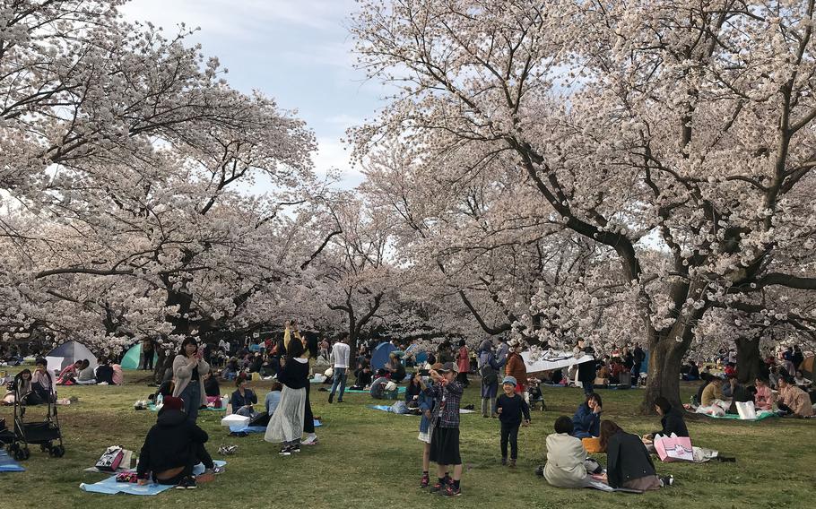 Families enjoy the cherry blossoms at Showa Memorial Park in Tachikawa, near Yokota Air Base in western Tokyo, April 1, 2018. 