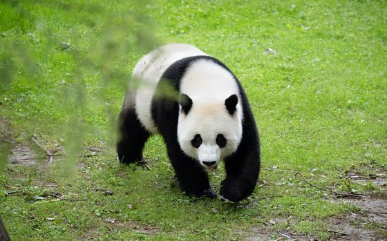 Giant pandas Tian Tian, pictured, and Mei Xiang have enchanted visitors for years at the National Zoo. They have a 3-year-old son, Xiao Qi Ji. All three pandas will head back to China by Dec. 7. MUST CREDIT: Washington Post photo by Marvin Joseph