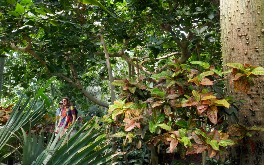 Visitors walk through the plant show house in Mannheims Luisenpark. The hothouse was upgraded for the BUGA and features flora and fauna from South America. 