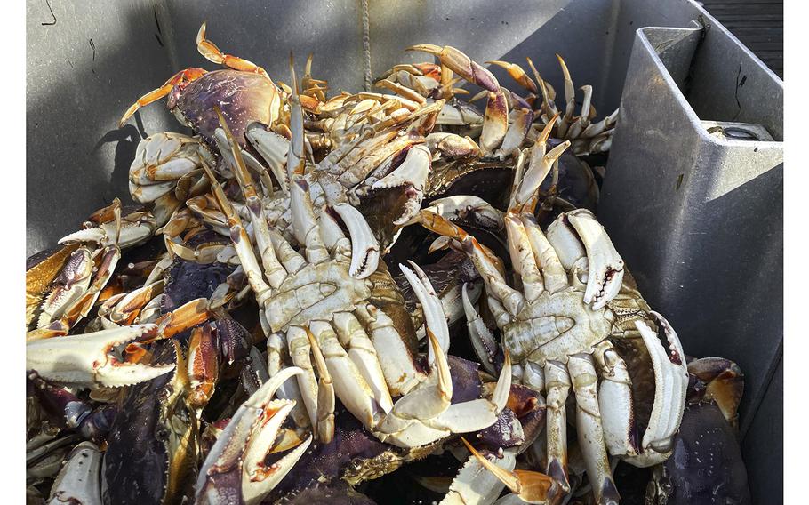 The Washington Dungeness season got off to a late February start this winter with prices sharply lower than last season. These crabs were caught within Willapa Bay, which enables crabbers to avoid the treacherous bar crossing required for those who seek Dungeness in the coastal ocean waters.