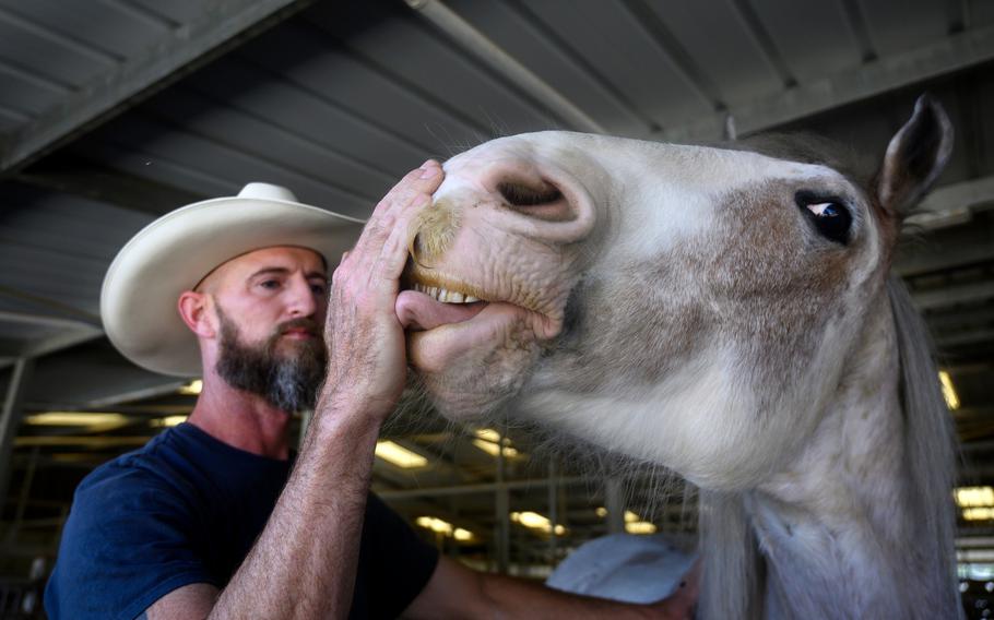 Marine veteran Paul Worley works with one of his favorite horses, Huckelberry, at Shea Therapeutic Riding Center in San Juan Capistrano, Calif., on March 22, 2022. Worley says the horse, like him, likes to work and doesn’t like to be messed with. 
