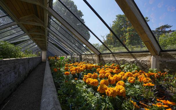Tagetes Erecta flowers are photographed in a greenhouse at the perfume gardens of the Chateau de Versailles, west of Paris, Thursday, May 25, 2023. The Versailles flower gardens were once a symbol of the French king’s expeditionary might and helped water-deprived courtiers perfume their skin. Now, they have been reimagined to give today’s public a glimpse — and a sniff — into the gilded palace’s olfactory past. (AP Photo/Michel Euler)