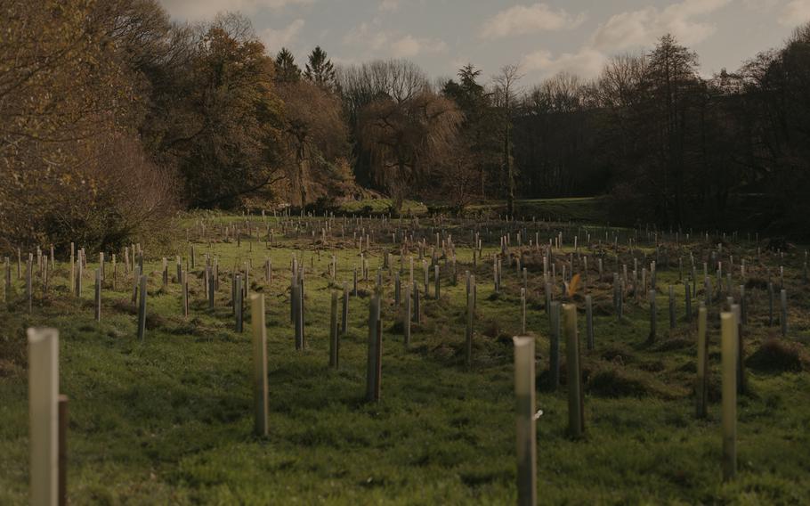 Trees planted by Richard Nugee. 