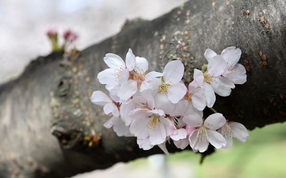 A blooming cherry tree is seen not far from the Tidal Basin on Sunday in Washington. MUST CREDIT: Washington Post photo by Matt McClain
