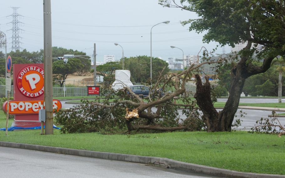 Trees toppled by Typhoon Khanun litter Camp Foster, Okinawa, Thursday, Aug. 3, 2023.