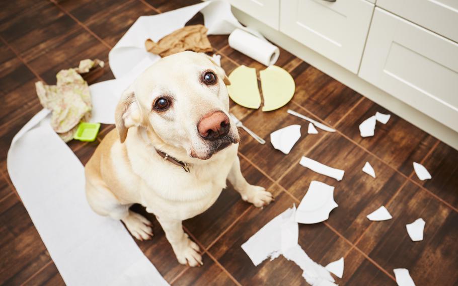 Love can be messy, especially where a dog is involved.