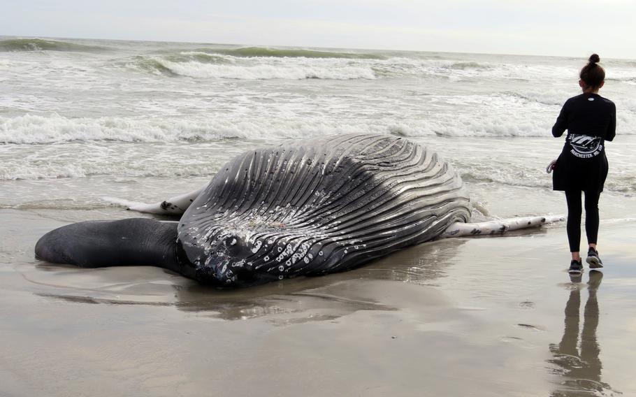 The body of a humpack whale lies on a beach in Brigantine N.J., after it washed ashore on Jan. 13, 2023.