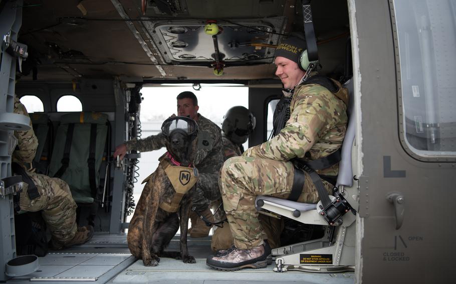 A dog sits in an aircraft with airmen