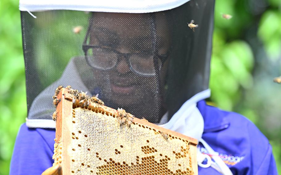 A person examines a tray of bees. 