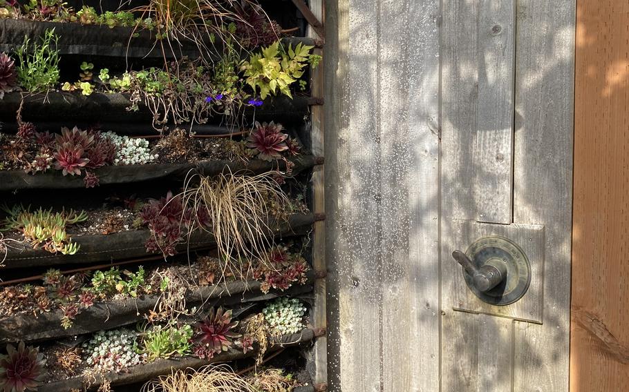 The outdoor shower and succulent wall at Hart's Camp Airstream. 