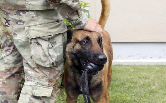 Yyonder is a Belgian Malinois with the 88th and 901st Military Police Detachments at Camp Zama, Japan.