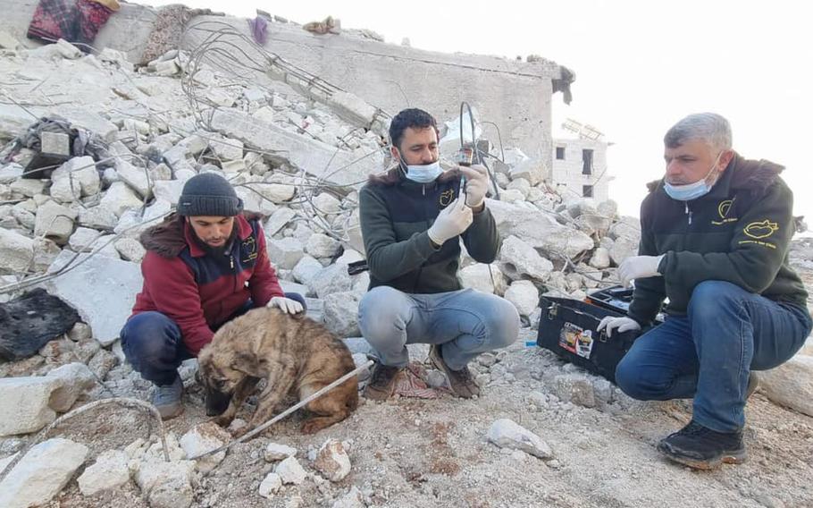 Workers from Ernesto’s Sanctuary for Cats in Syria dug through rubble to find a dog injured by the earthquake and lost from its humans. 