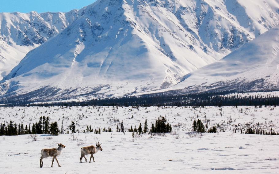 A pair of caribou near the base of the Alaska Range. 