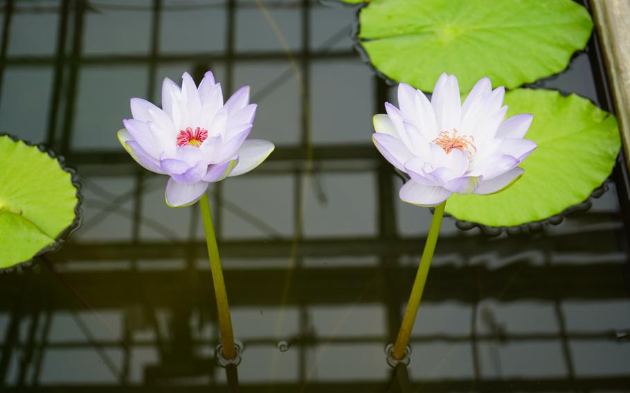 A pair of lilies in the lily room at Atagawa Tropical & Alligator Garden, Higashiizu, Japan, on Oct. 8, 2023.