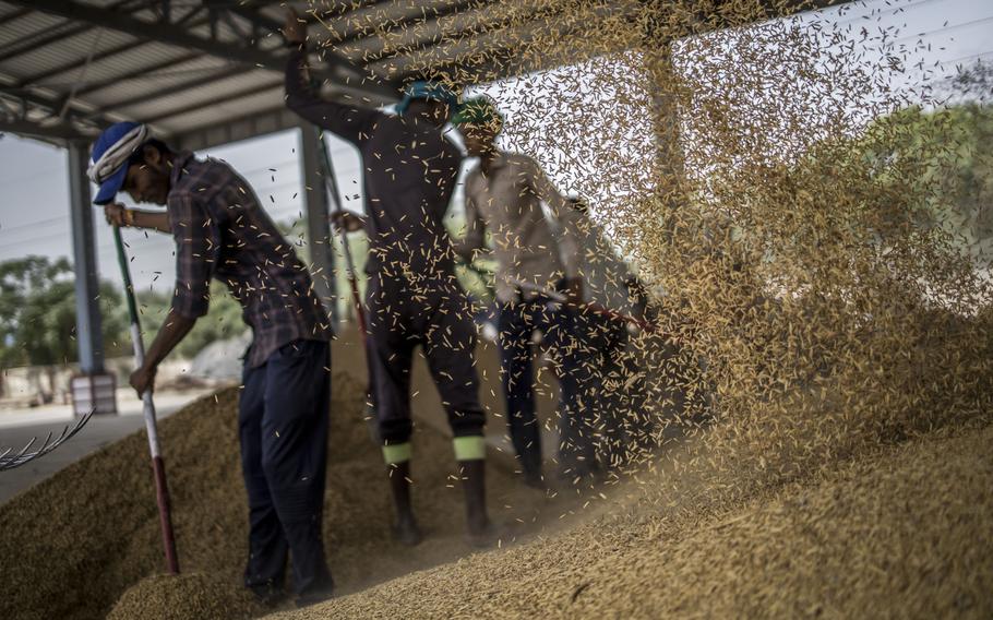 Workers prepare a pile of paddy grains at a wholesale market in the Narela district of New Delhi, India, on May 22, 2022.