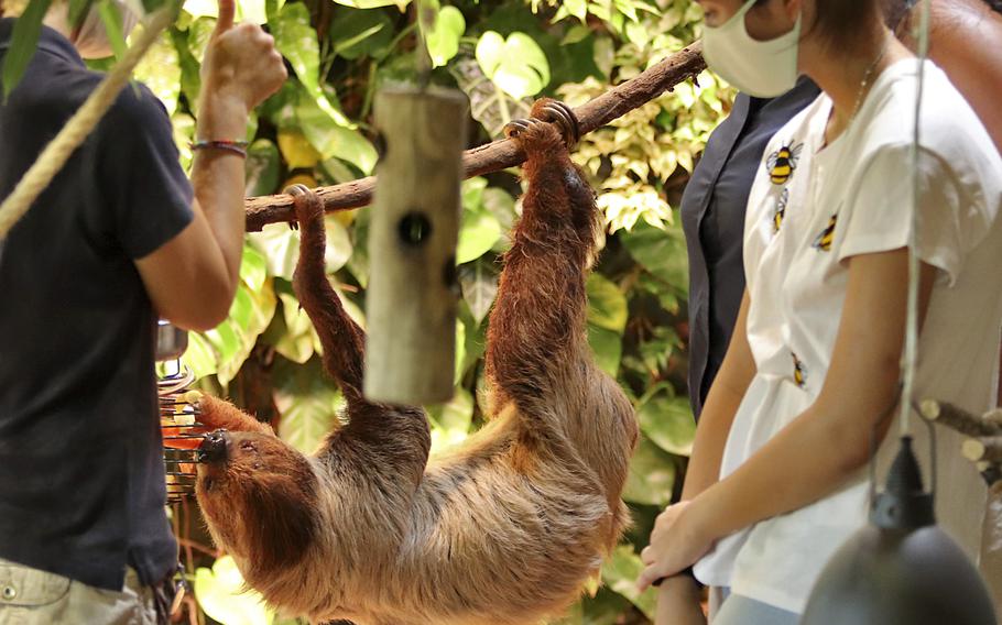 Zoo patrons enjoy a visit with a two-toed sloth in Lignano Sabbiadoro, Italy, on Aug. 17, 2021. Visitors can book a half-hour encounter with the zoo's sloths for 15 euros.