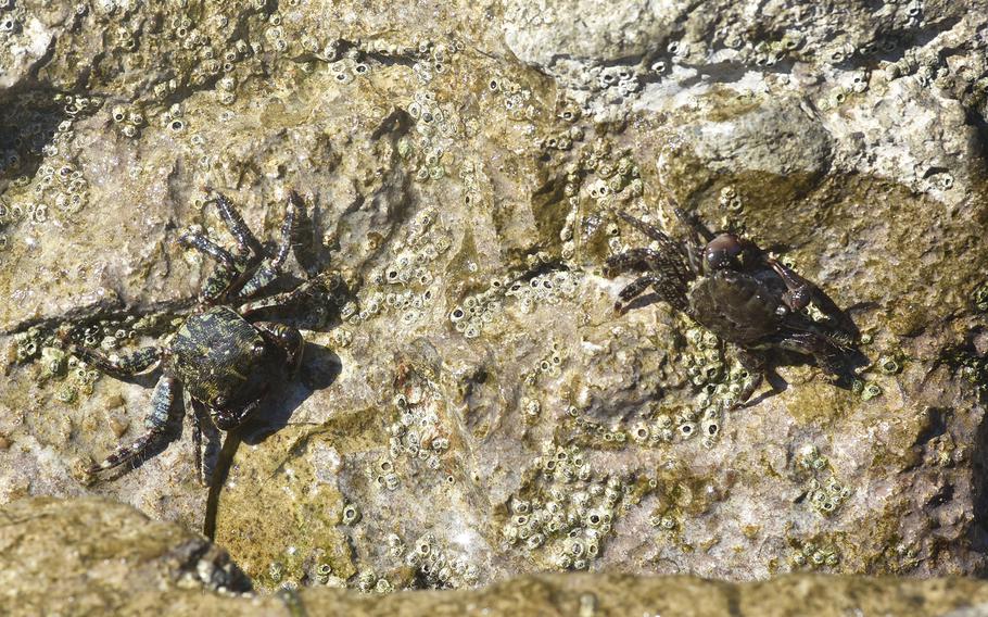 Small crabs scurry along a rock that serves to protect a concrete pier extending into the Adriatic Sea from the city of Grado, Italy.