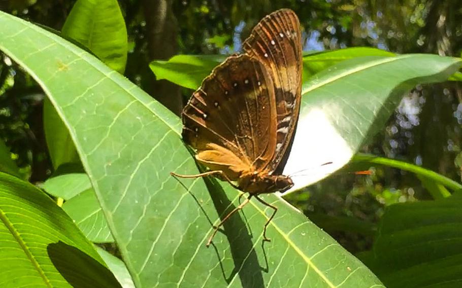 The Mariana eight-spot butterfly is an endangered species further threatened by construction of Camp Blaz on Guam, according to a lawsuit filed July 18, 2023, in U.S. District Court on the island.
