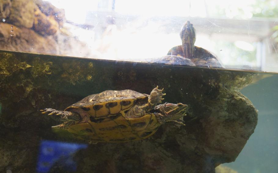 Aquarium Sagamihara holds more than 100 species of freshwater fish, aquatic insects, amphibians and a particular slithery reptile that is native to Japan's Sagami River.