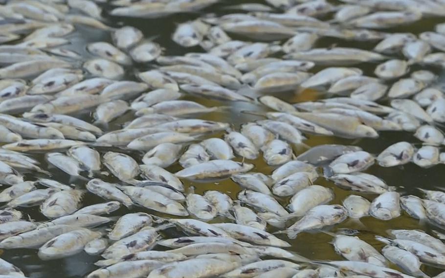 In this image from video, dead fish float on the surface of the lower Darling-Baaka River near the New South Wales state far west town of Menindee, Australia, on Saturday, March 18, 2023. The Department of Primary Industries in New South Wales state said the fish deaths coincided with a heat wave that put stress on a system that has experienced extreme conditions from wide-scale flooding.