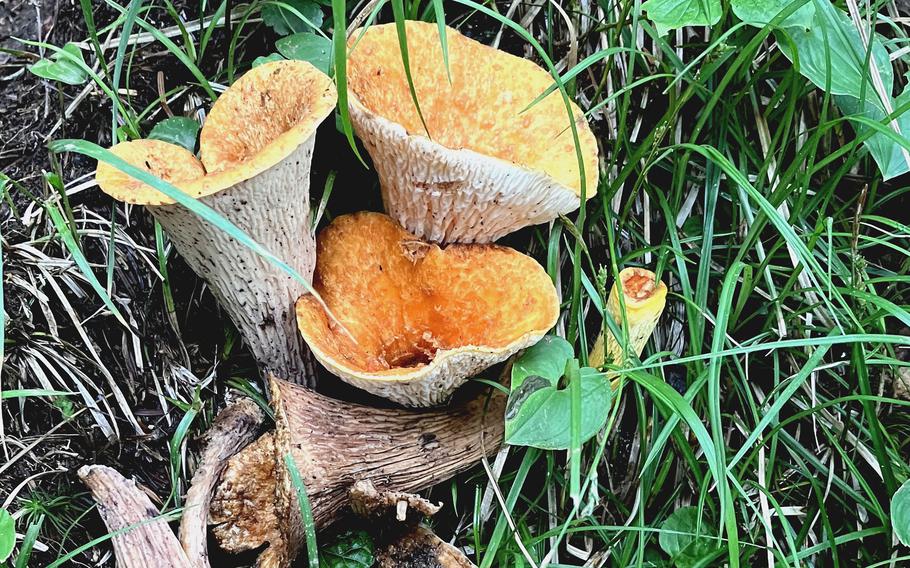 Orange cup fungi grow along the trail to Mount Asama, Japan, on July 29, 2023.