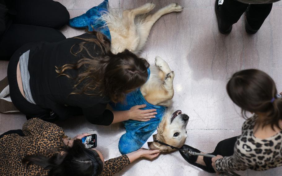 A dog in a shark costume takes a break from the pomp and circumstance. 