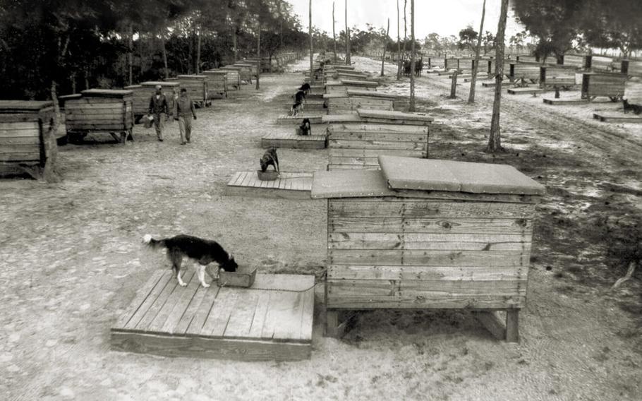 Some of the Cat Island dogs enjoy chow time at their hastily constructed kennels.