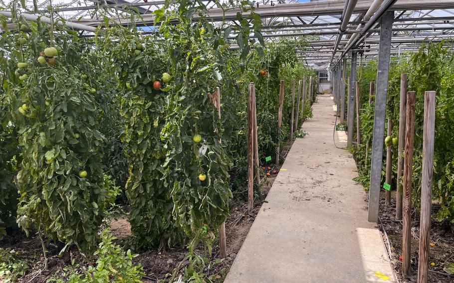 Interior of a greenhouse with a concrete walkway running down the center. Tomato plants are growing in raised beds on both sides, supported by wooden stakes. The plants show various stages of fruit development with both green and ripening tomatoes visible.