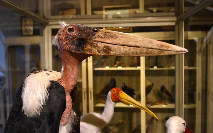 A stuffed marabou, foreground, and a nimmersatt are part of the large collection of birds and animals on display at the Palatinate Museum of Natural History in Bad Duerkheim, Germany.