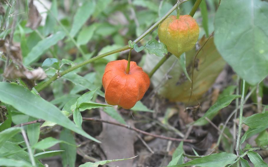 Lucky (and quiet) hikers might be able to see some wildlife such as deer along the Sentiero Naturalistico Gor (Gor Nature Trail) between the towns of Polcenigo and Budoia. Others will have to settle for nature of the floral variety.