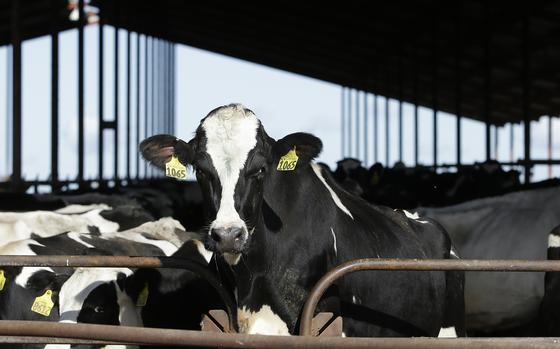 FILE - Cows are seen at a dairy in California, Nov. 23, 2016. The U.S. Food and Drug Administration said Tuesday, April 23, 2024, that samples of pasteurized milk had tested positive for remnants of the bird flu virus that has infected dairy cows. (AP Photo/Rich Pedroncelli, File)