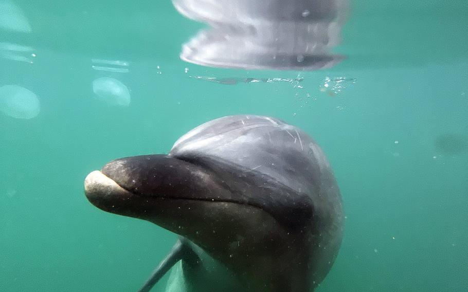 Dolphin Farm Shimanami offers an up-close experience with dolphins in Ehime prefecture, Japan.
