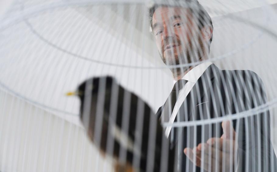 French Ambassador to the United Arab Emirates, Xavier Chatel gestures towards Juji, a rescued yellow-beaked mynah carried into the United Arab Emirates by a fleeing Afghan refugee, in Abu Dhabi, United Arab Emirates, Sunday, Oct. 10, 2021.