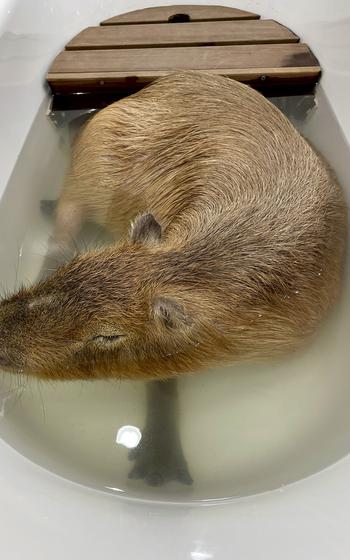 A capybara takes a bath at Animal Touch, a miniature zoo in Yokohoma, Japan.