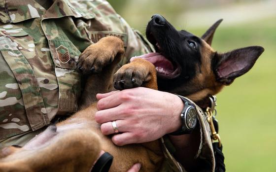 A service member holds a puppy from the military working dog breeding program at Joint Base San Antonio-Lackland, Texas, April 21, 2022. 