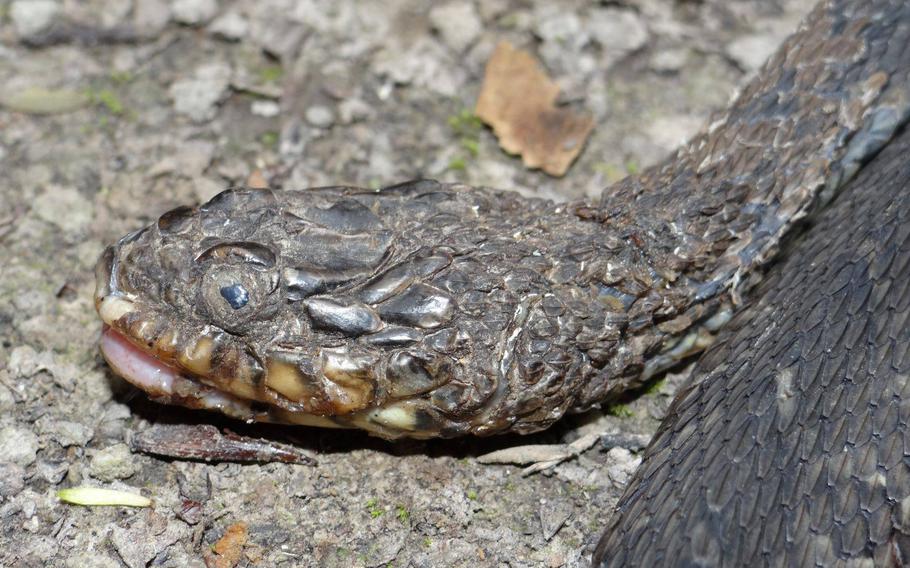 A growing number of snakes are taking on horrific facial deformities, due to a skin disease — called snake fungal disease (SFD) — wildlife experts don’t fully understand.