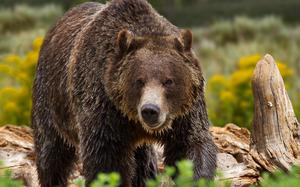 A brown bear walks through a forested area.