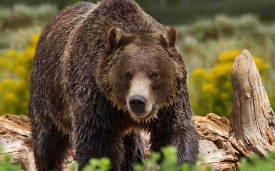 A brown bear walks through a forested area.