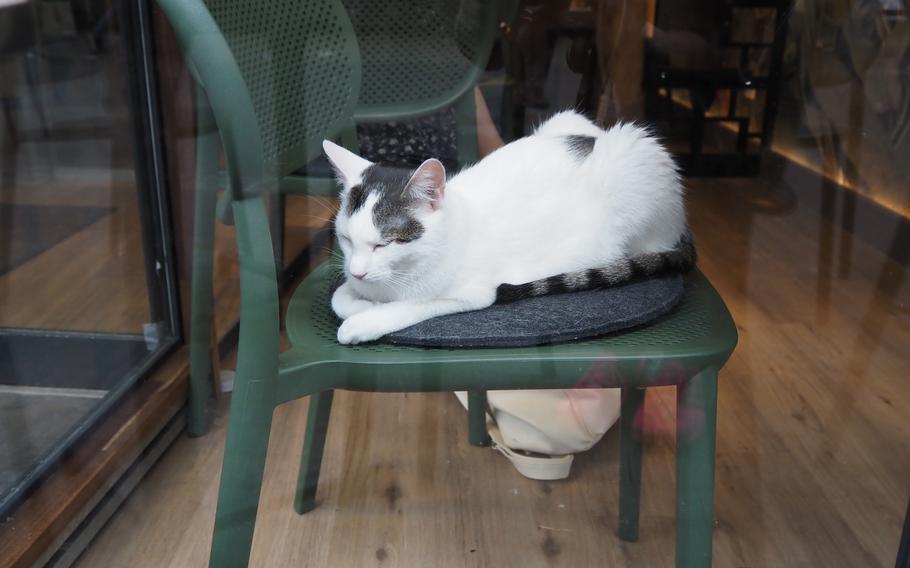 George, described on the website as “the clumsy one,” takes a nap on one of the seats at the Katzentempel cat cafe in Trier, Germany, on June 8, 2024.